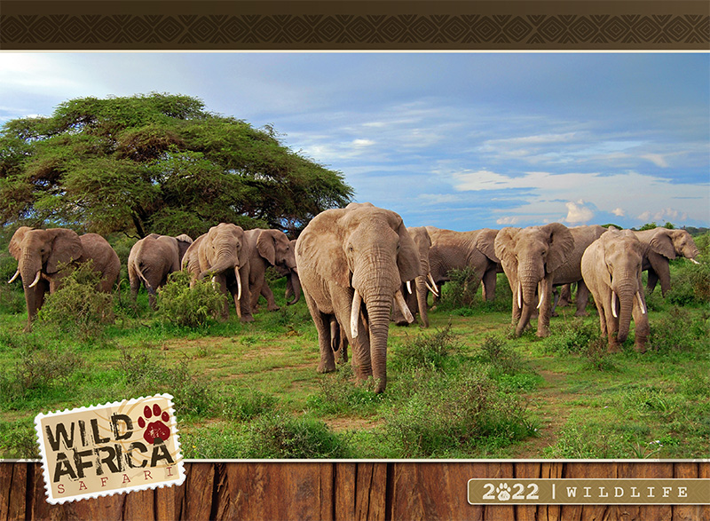 Wild Africa