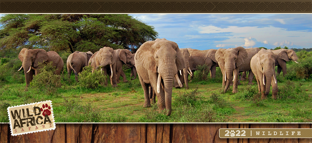 Wild Africa